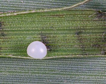 Eufala Skipper egg